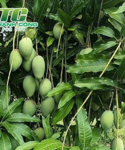 Cây xoài huong dan chi tiet ve cach trong va cham soc cay xoai