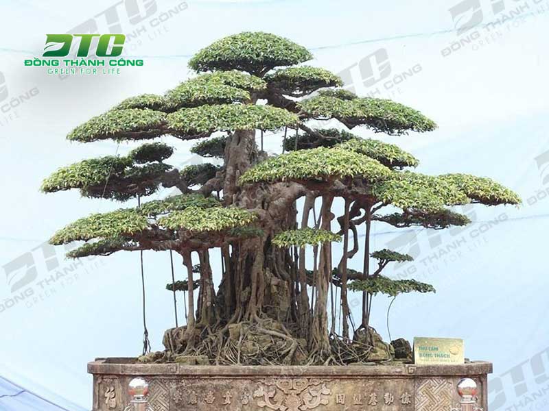 Có rất nhiều loại cây bonsai dáng trực được lựa chọn
