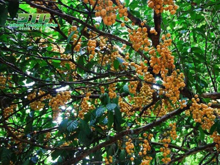 Top 10+ các loại cây rừng ở Việt Nam nổi bật mà bạn nên biết