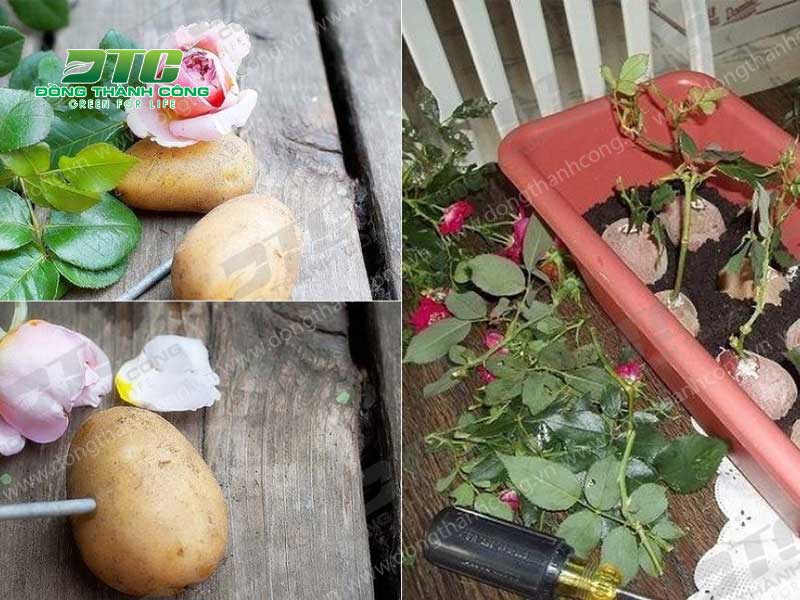 Cách giâm cành hoa hồng bằng khoai tây hiệu quả