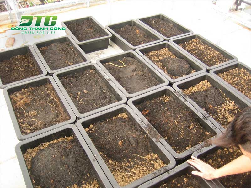 Trộn đất với hàm lượng phù hợp để cây rau nhanh phát triển
