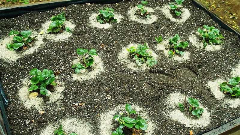 Thực hiện việc gieo hạt để trồng cây dâu tây tại nhà