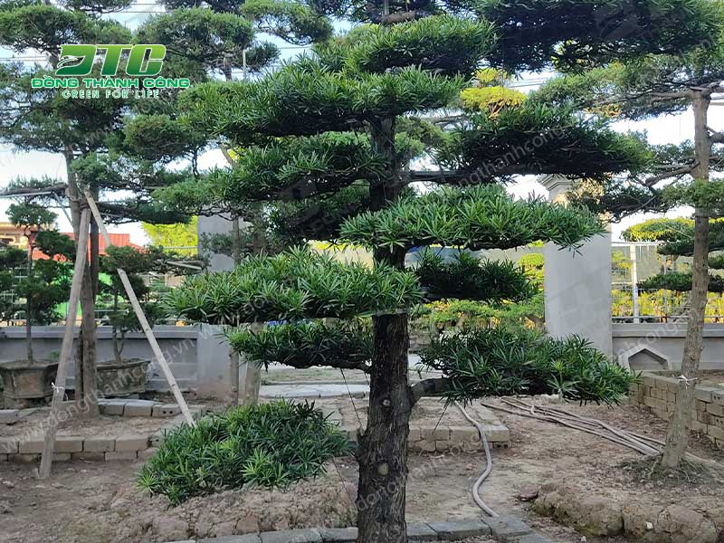 Cây bonsai dáng trực là một nhóm cây cảnh rất được ưa chuộng