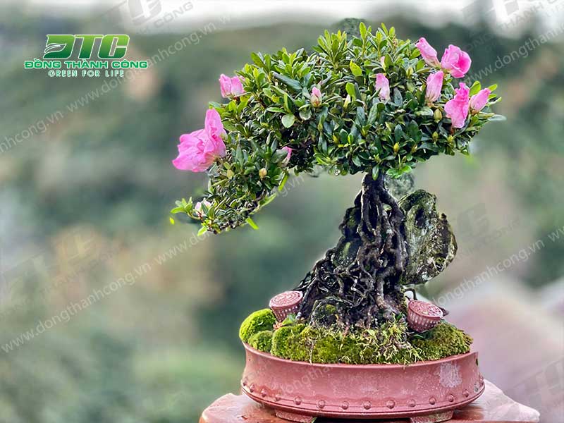 Hoa đỗ quyên đỏ bonsai có tạo hình vô cùng ấn tượng