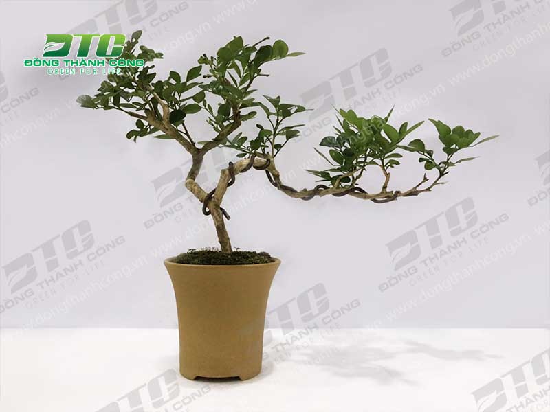 Cây bonsai được tạo dáng vô cùng sinh động và đẹp mắt