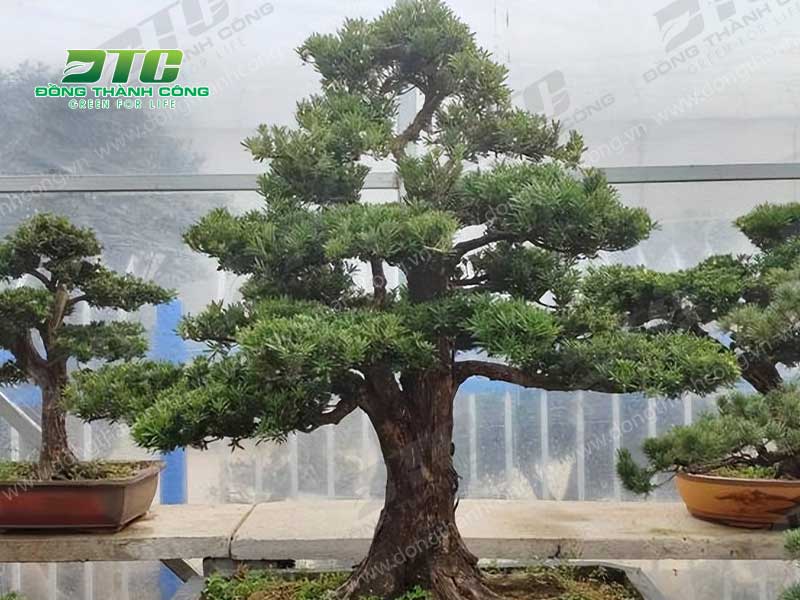 Cây bonsai dáng trực là những cây có thân thẳng đứng