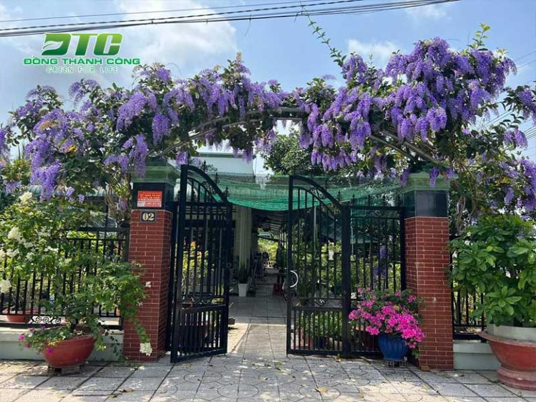 Top 10 cây dây leo đẹp đang được ưa chuộng nhất hiện nay