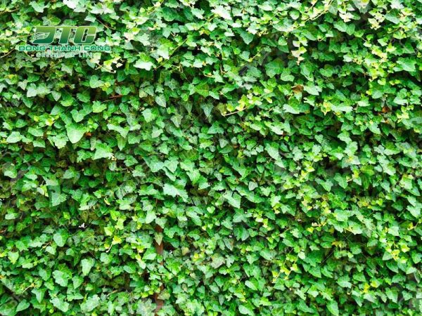 9+ Cây dây leo ưa bóng râm được yêu thích nhất