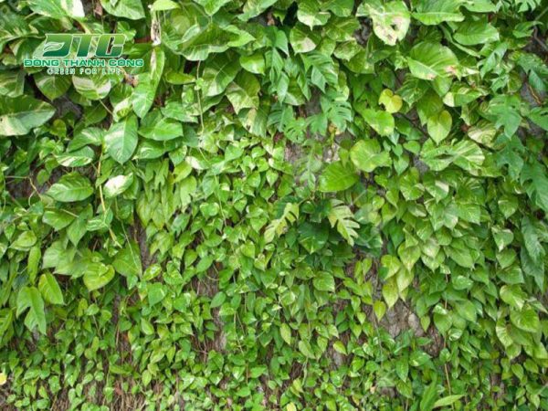 Top 10 cây dây leo đẹp đang được ưa chuộng nhất hiện nay
