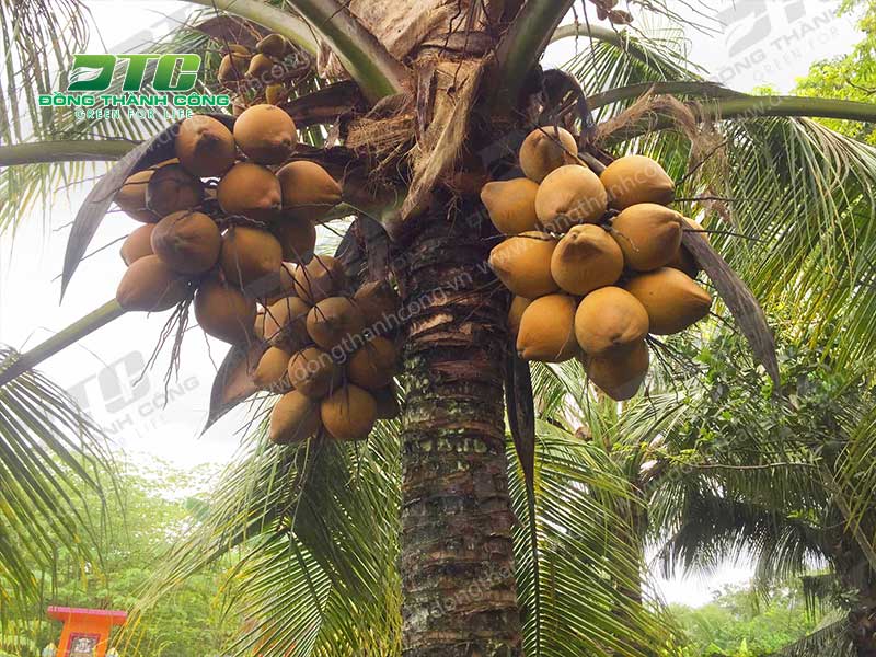 Dừa xiêm là một loại cây ăn quả bóng mát được trồng nhiều nơi
