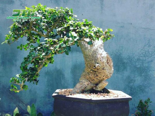Giới thiệu các loại cây rừng làm cảnh được ưa chuộng nhất