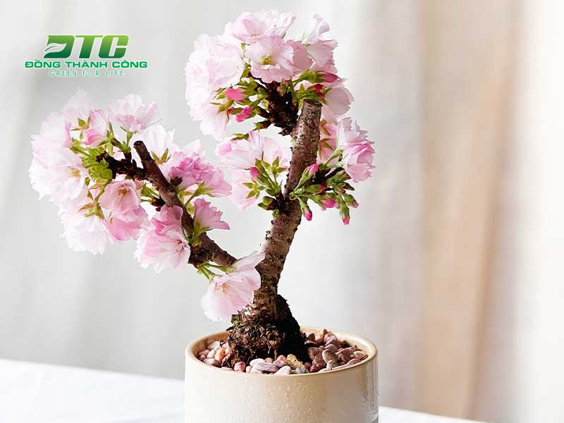 Hoa anh đào bonsai được rất nhiều gia chủ lựa chọn
