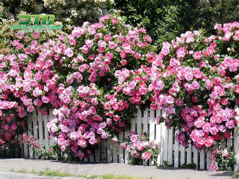 Cây hoa hồng gai nhọn giúp bảo vệ ngôi nhà an toàn