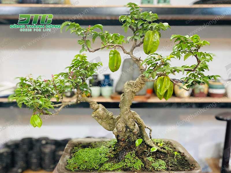 Cây khế bonsai với những trái lúc lỉu cực sinh động