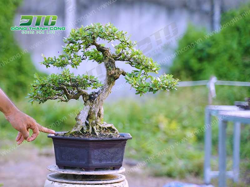 Cây linh sam bonsai lắc sở hữu hình dáng nhỏ nhắn