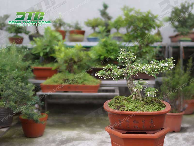 Cây mai chiếu thủy bonsai giúp không gian nhà sống thêm thu hút