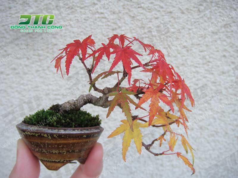 Cây phong lá đỏ bonsai mini có màu lá đặc biệt ấn tượng