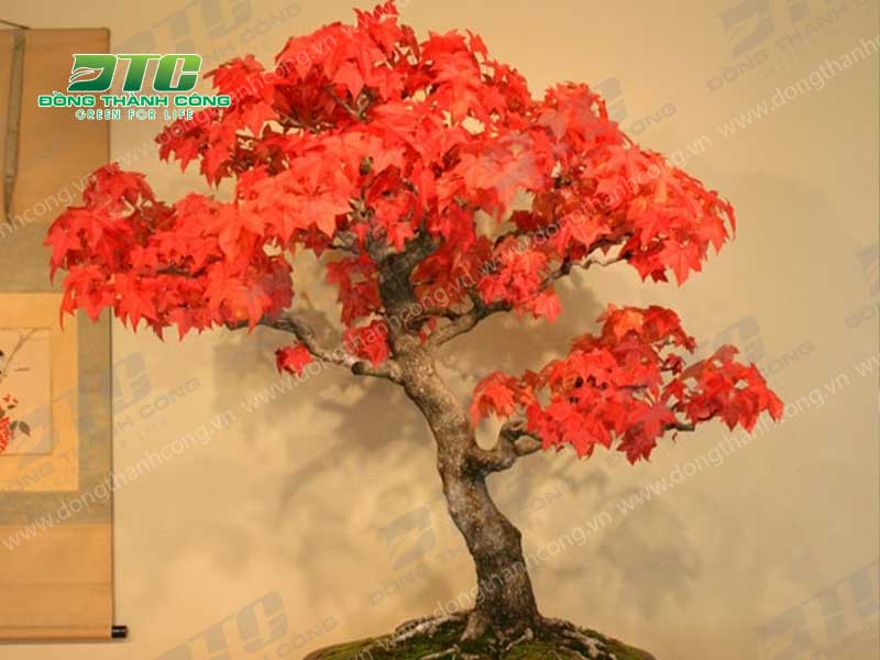 Phong Nhật Bản là cây bonsai dáng trực cực kỳ nổi bật
