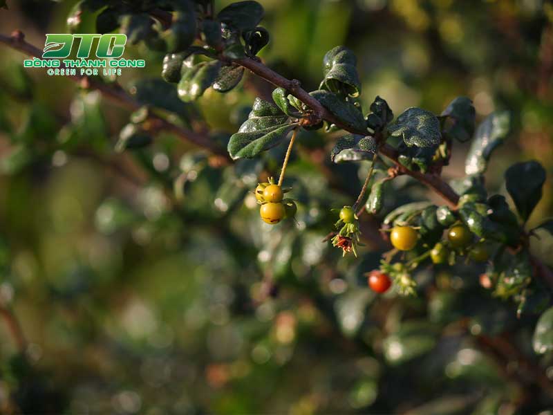 Cây trà phúc kiến cũng là một loại cây bonsai được ưa chuộng