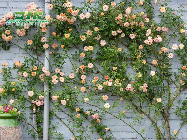 Top 10 cây dây leo đẹp đang được ưa chuộng nhất hiện nay