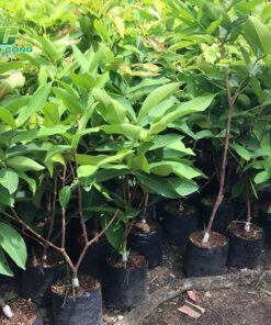 Cây mận huong dan cham soc cay man mien nam dung cach