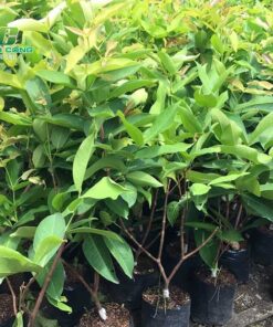 Cây mận ky thuat trong cay man mien nam dung cach