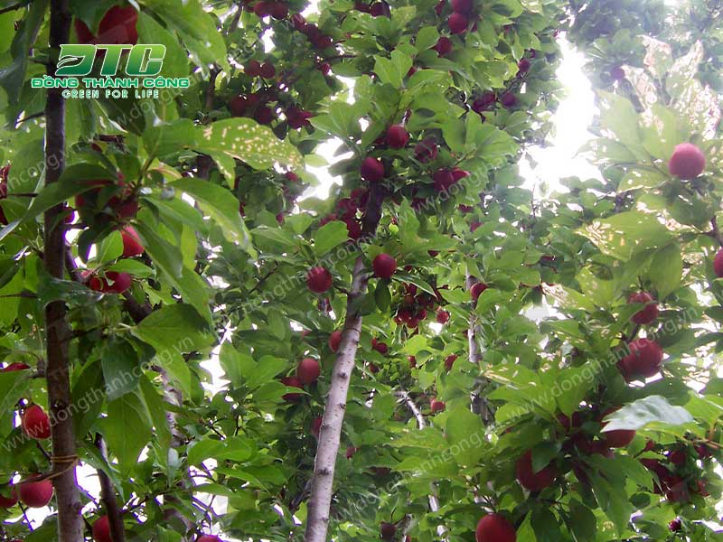 Trồng cây ăn quả mang đến rất nhiều lợi ích khác nhau