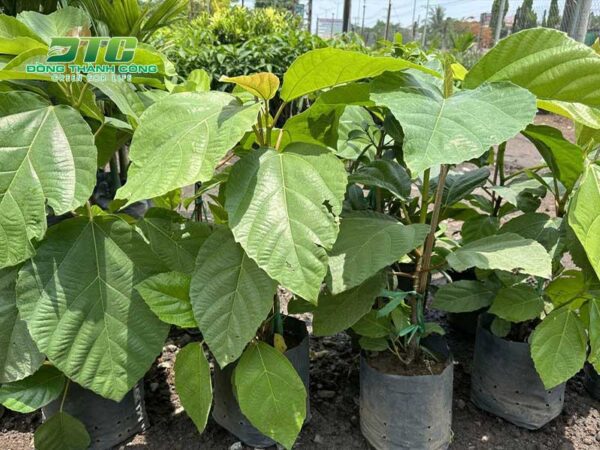 Tìm hiểu về cây lá rộng và những thông tin liên quan