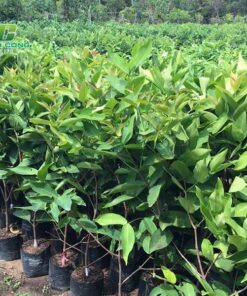 Cây mận tu van mua cay man giong chat luong hang dau