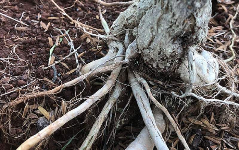Toàn bộ rễ cây đều biến thành mùn vào giai đoạn cuối