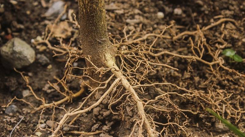 Cây thối rễ giai đoạn đầu thường có biểu hiện là lá bị vàng