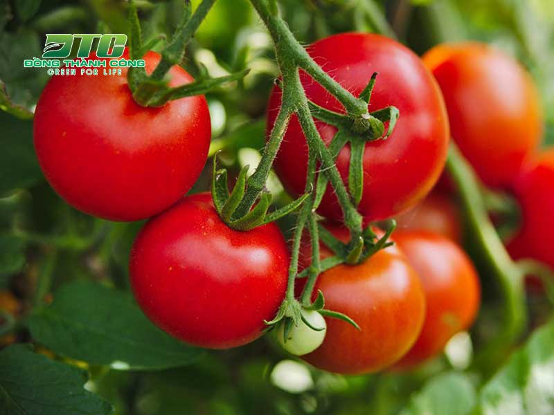 Cà chua là loại cây ăn trái khá dễ trồng tại nhà