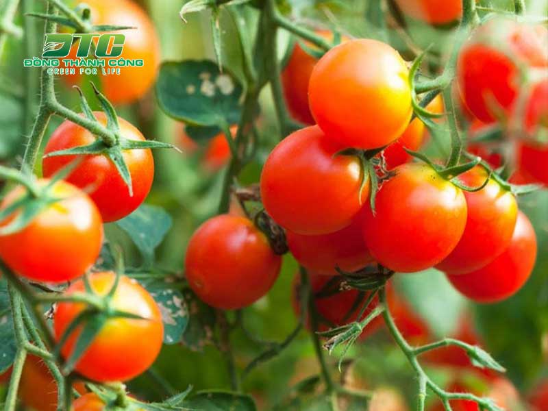 Tưới nước, chăm sóc cẩn thận để cây cà chua sinh trưởng tốt