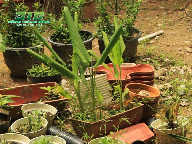Tận dụng không gian trống trong vườn để trồng gừng tại nhà