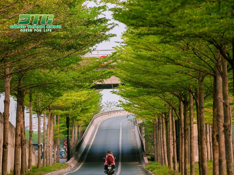Đường phố thêm xinh đẹp hơn với hàng cây bàng Đài Loan