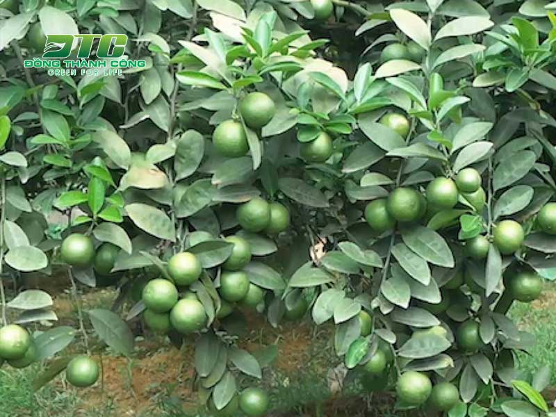 Cây chanh là loại cây ăn trái có múi quen thuộc với các gia đình