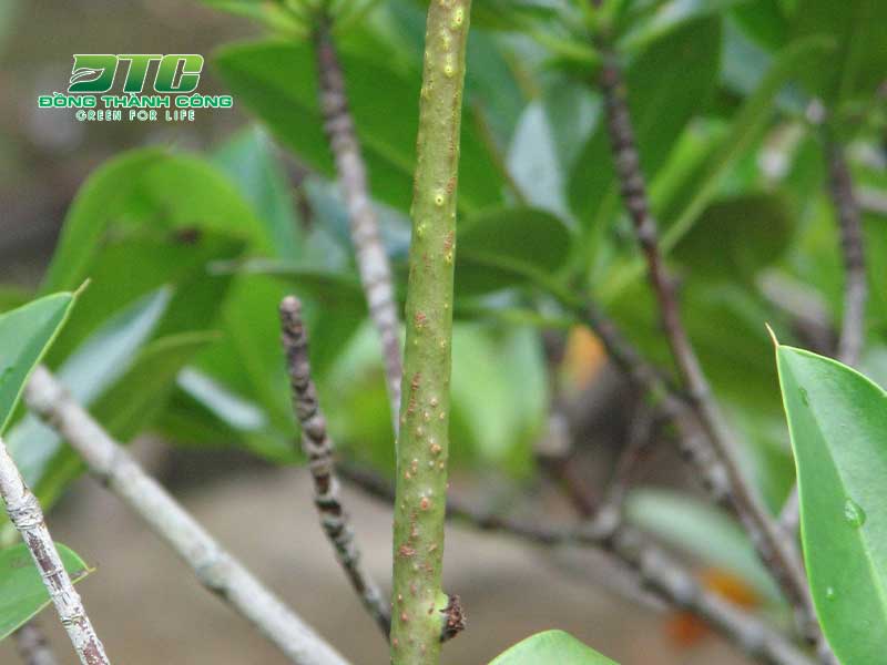 Cây đưng là cây trồng phổ biến ở rừng ngập mặn