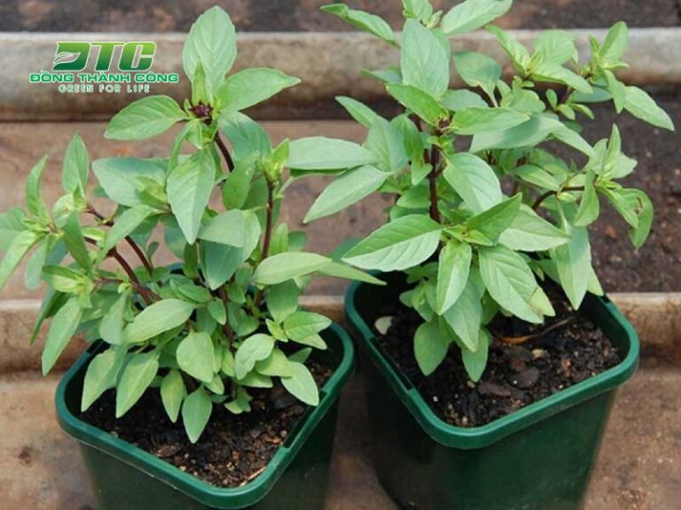 Top 5 loại cây đuổi rắn hiệu quả nhất mà bạn nên trồng