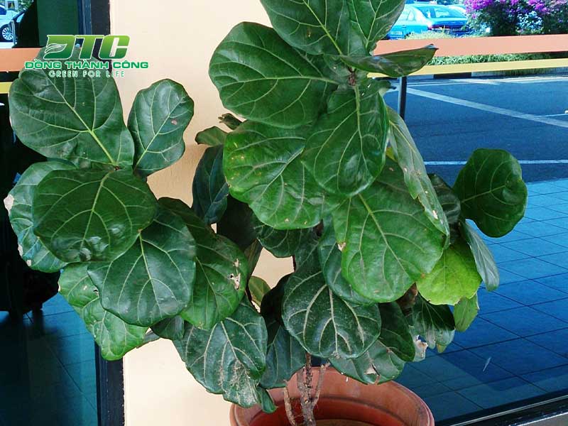 Cây Ficus Lyrata giúp bầu không khí trong nhà thoáng mát hơn