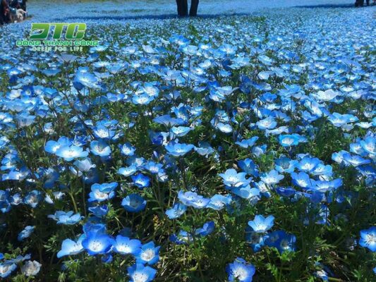 cay hoa mau xanh duong