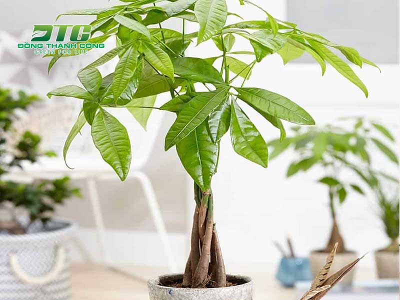 Cây kim ngân là loại cây cảnh đẹp được ưa chuộng trồng tại nhà