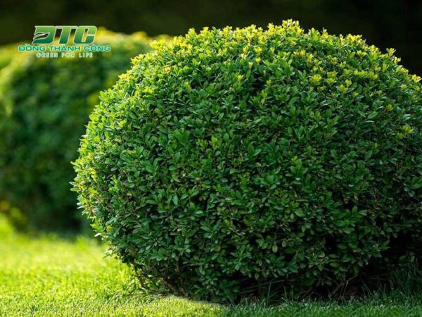 8+ Loại cây cảnh tán tròn được các gia chủ săn đón nhất