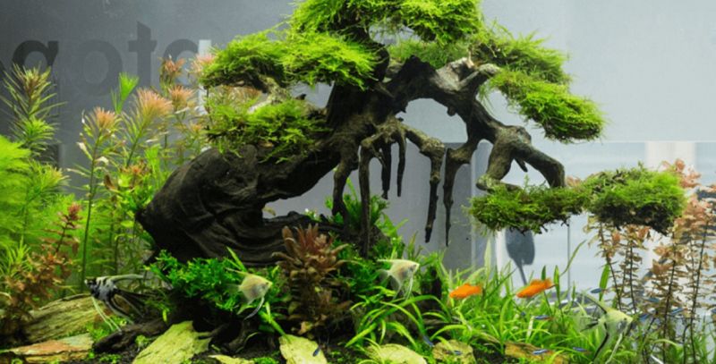 Cây thủy sinh là loại cây cảnh trang trí được nhiều người lựa chọn