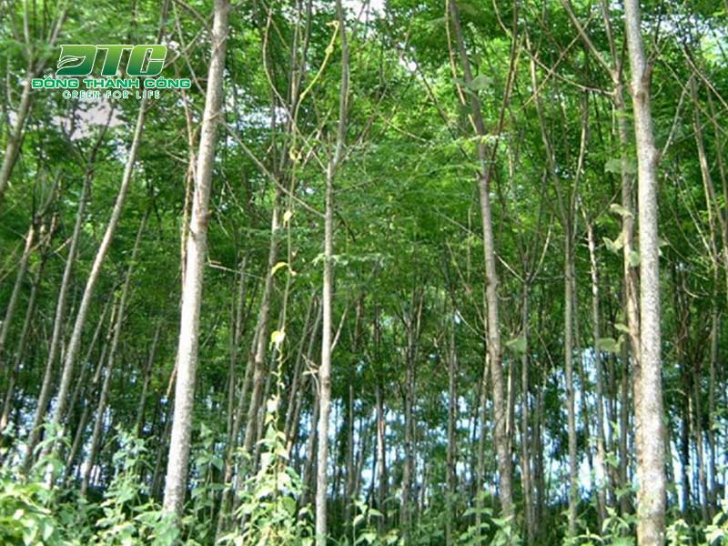 Trúc liễu là cây lấy gỗ đem về hiệu quả kinh tế cao