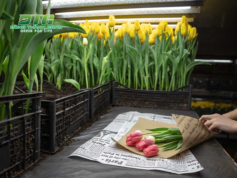 Chăm sóc hoa tulip cẩn thận để hoa nở rực rỡ quanh năm