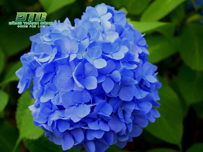 Cẩm tú cầu xanh là loài hoa rực rỡ của mùa hè