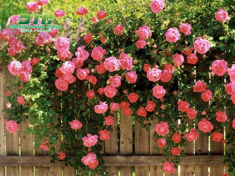 Cây hồng leo giúp tường rào lãng mạ và nổi bật hơn