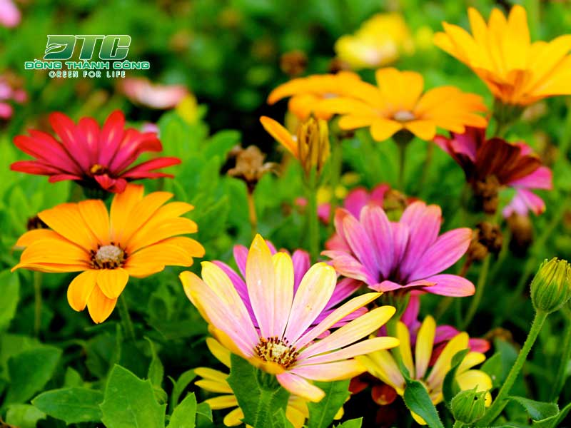 Các loài hoa dành cho mùa hè có màu sắc cực kỳ ấn tượng