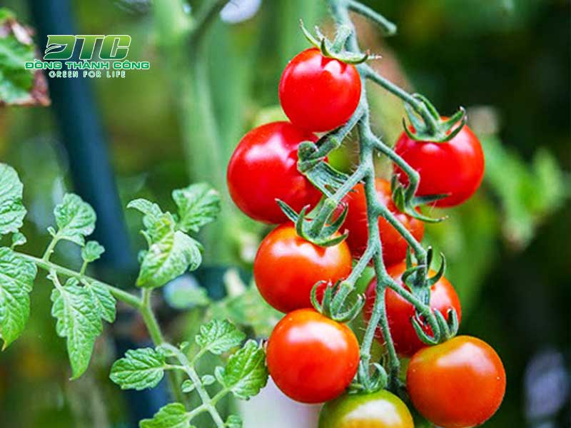 Phương pháp trồng cây cà chua bằng hạt được nhiều người lựa chọn