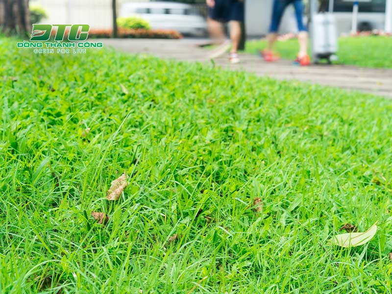 Công ty Đồng Thành Công cung cấp dịch vụ trồng cỏ chuyên nghiệp